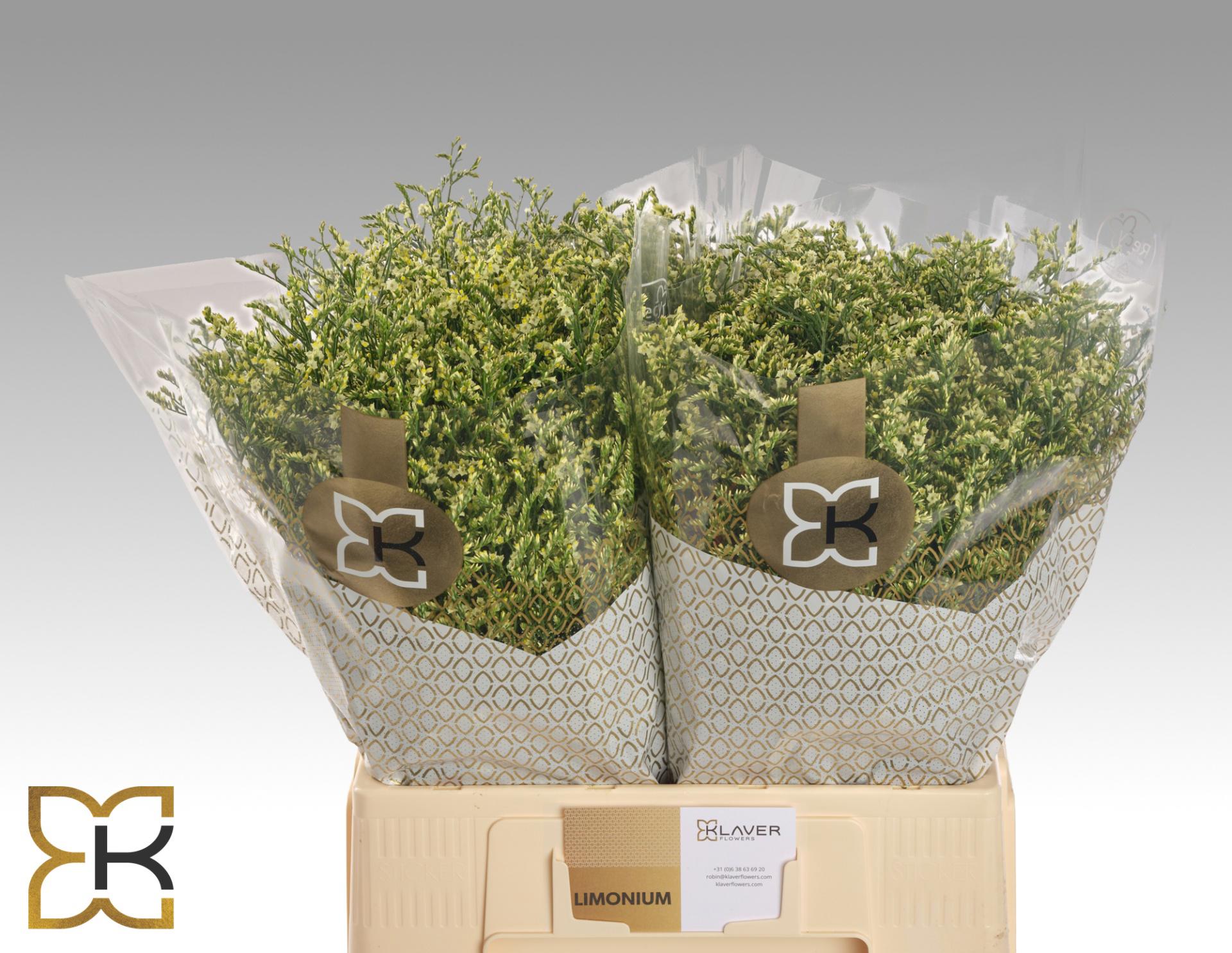 25x Lim.china lemon 60cm
