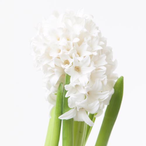 25x Hyac.top white 30cm