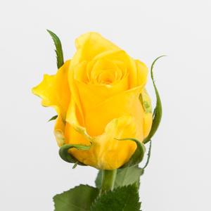 20x Rosa moonwalk 50cm