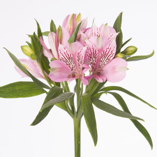 10x Alstroemeria elegance 70cm