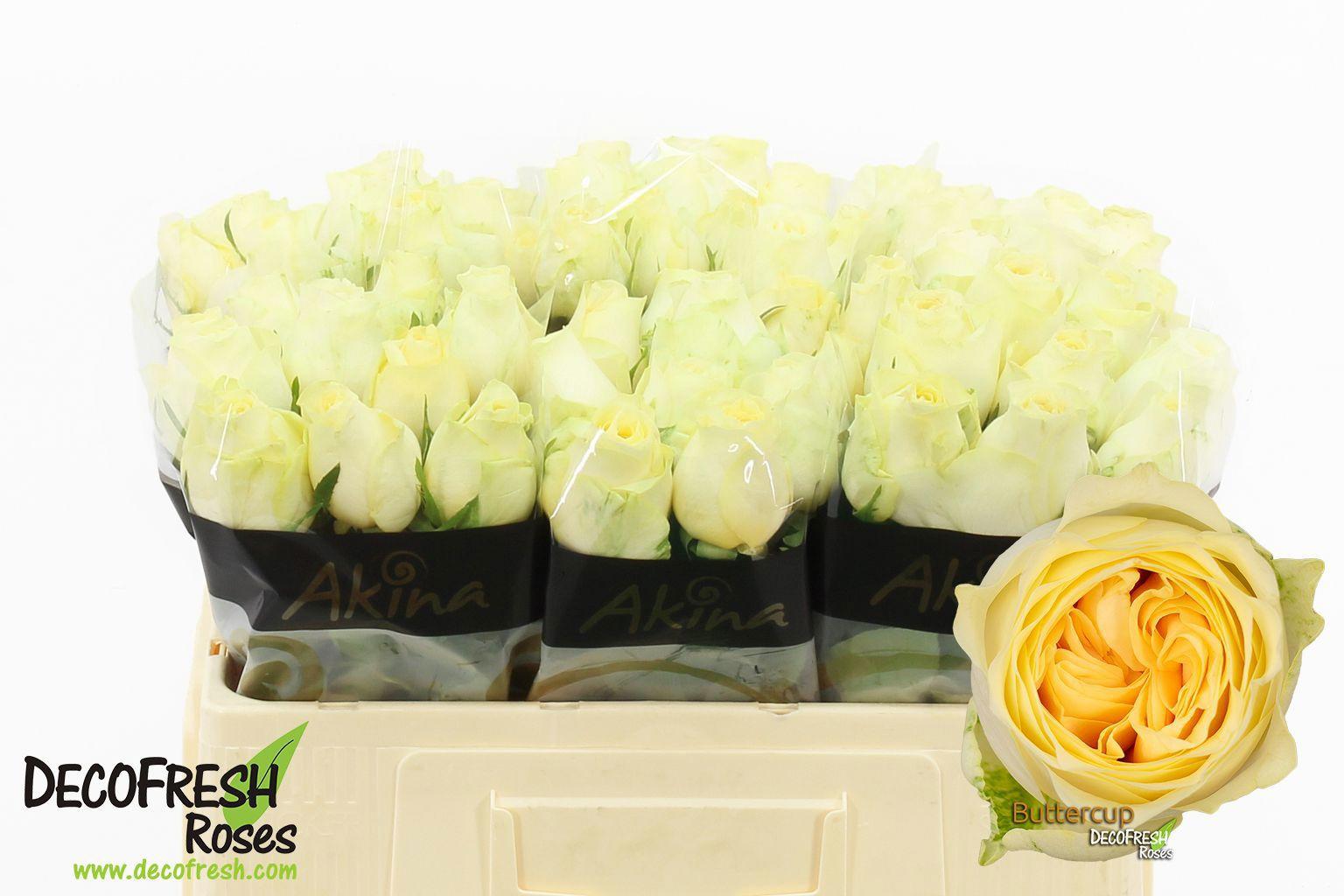 10x Rosa buttercup 50cm