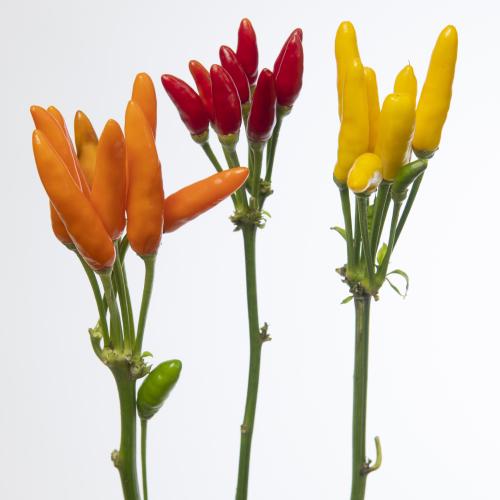 1x Sf capsicum harlekijn fire 50cm