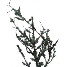 5x Tk larix 60cm