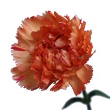 20x Dian.st. - oranje 60cm