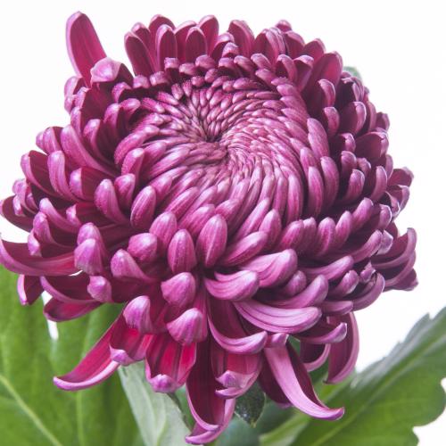 10x Chrysant bigoudi purple g 70cm
