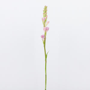 10x Polianthes tub.pink sapphire 70cm