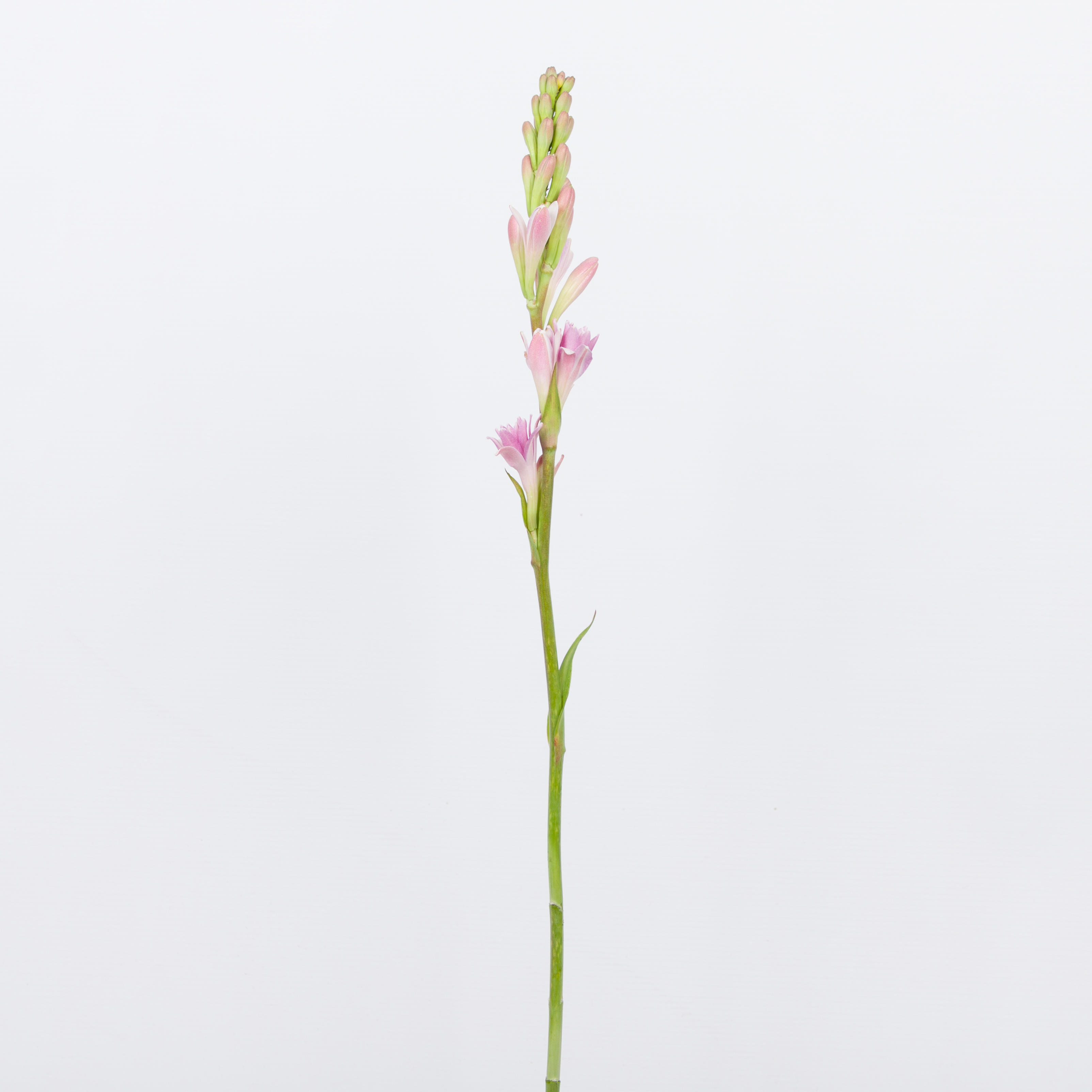 10x Polianthes tub.pink sapphire 60cm