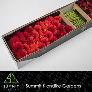 75x Germ.dream mix red 70cm