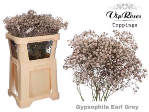 25x Gipskruid xlence earl grey 80cm