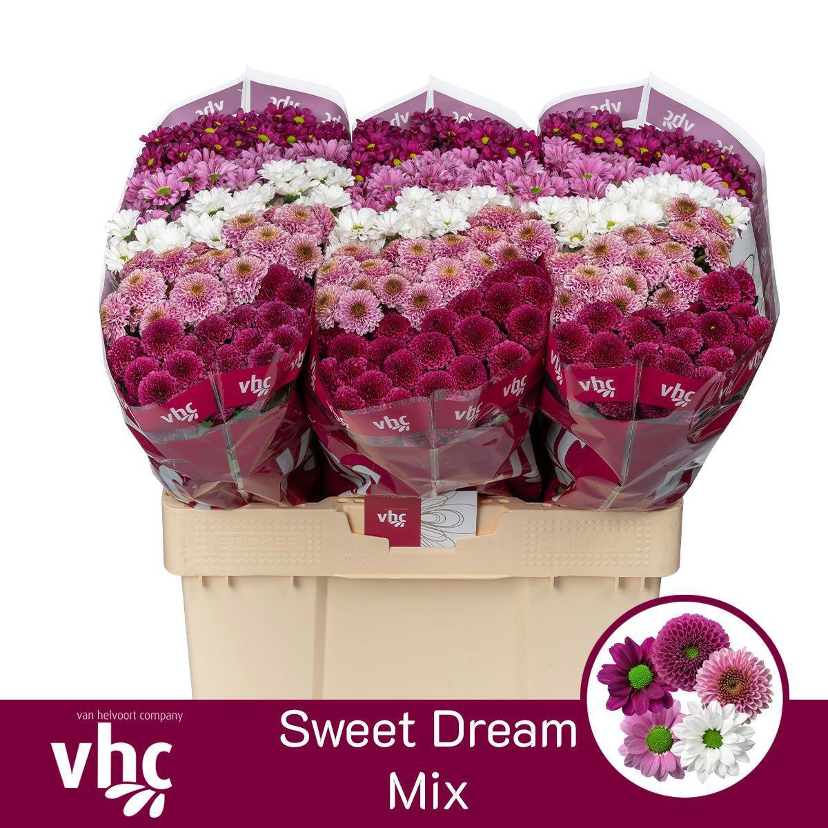 25x Chrysant san.mix vast sweet 5 kleuren 50cm