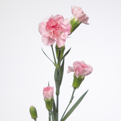 20x Dian.tr.athena 60cm