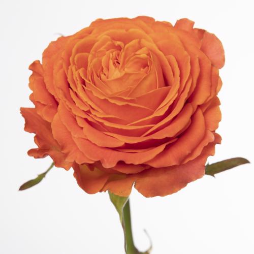 10x Rosa clarence 50cm