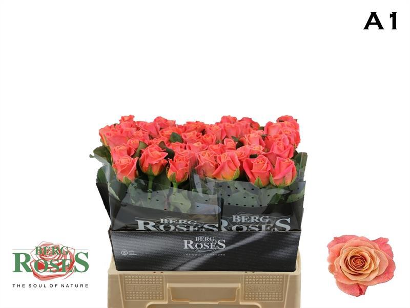 10x Rosa miss piggy+ 60cm