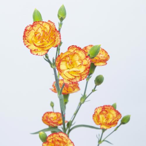 20x Dian.tr.rosita 60cm