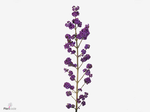 10x Callicarpa magical purple giant 80cm