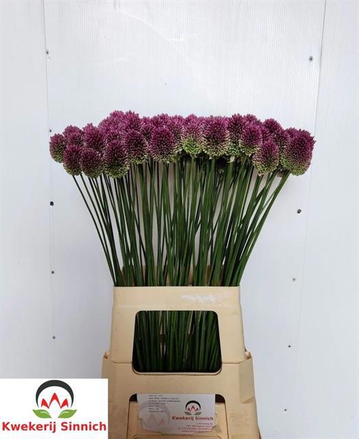 50x Allium sphaer.(kogel) 70cm
