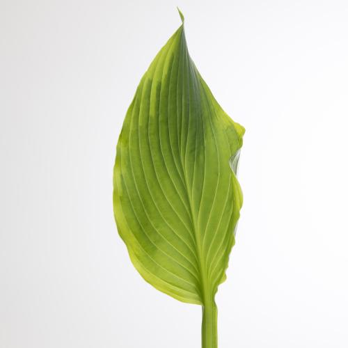 50x Sg hosta fortunei aureomargina 30cm