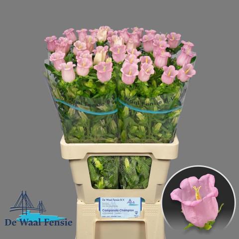 10x Camp.med.pearl pink 70cm