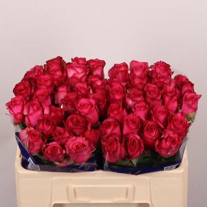 10x Rosa paloma royale 50cm