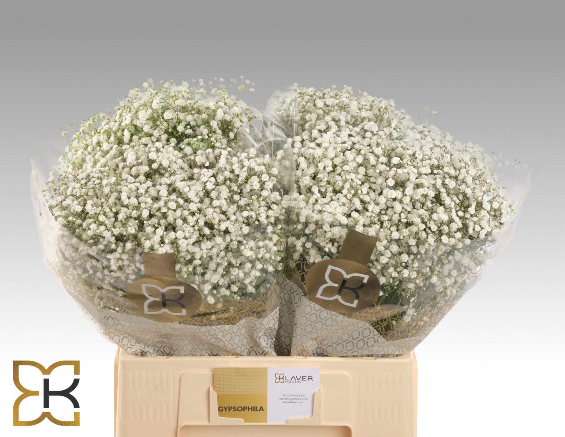 25x Gipskruid xlence 60cm