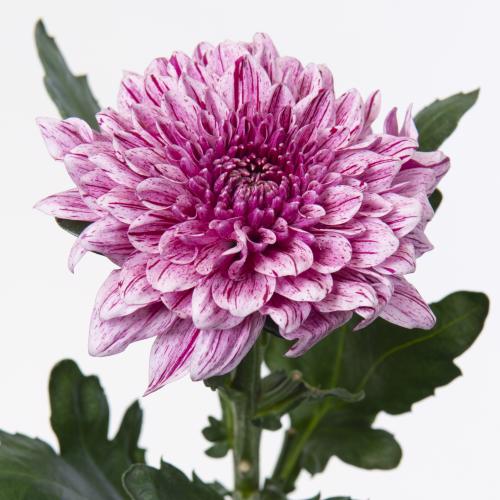 10x Chrysant pip 70cm