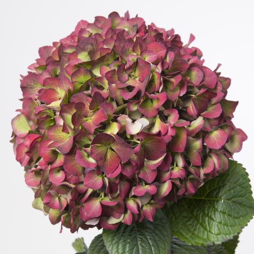 10x Hydr.glowing alps paars classic 60cm