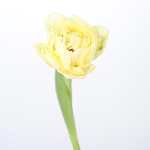 50x Tulipa avant garde du 30cm