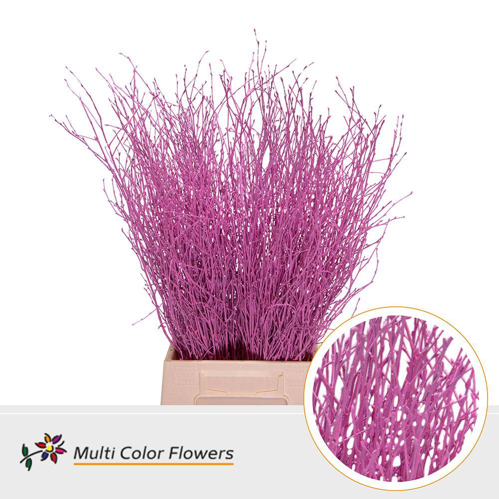 10x Tk betula roze 70cm