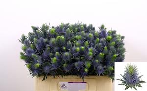 10x Eryngium supernova questar 50cm