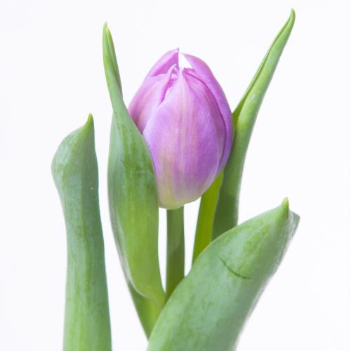 50x Tulipa double price du 30cm