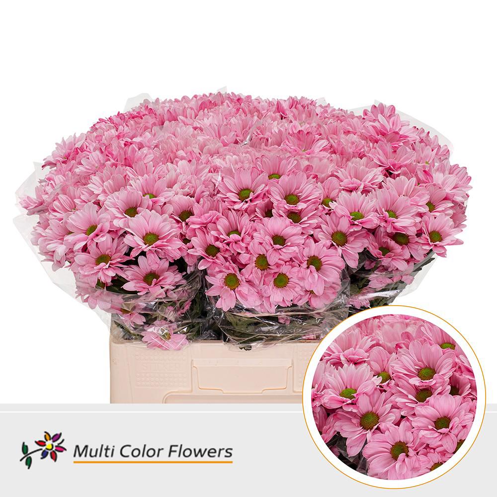 10x Chrysant kennedy rose 60cm