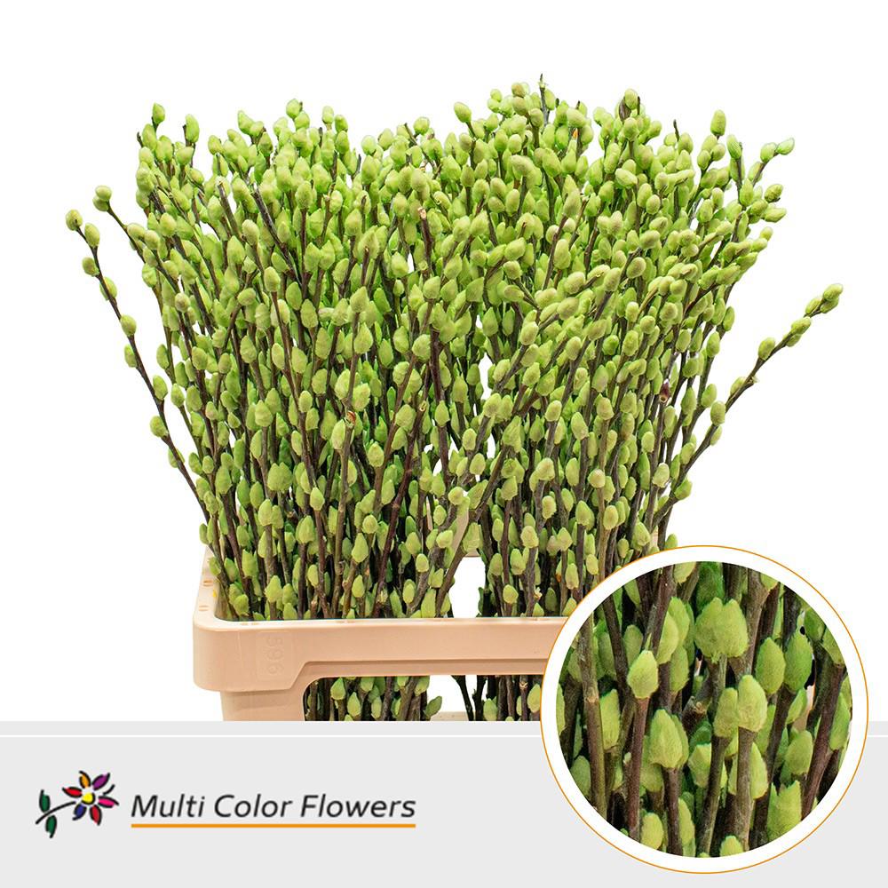 50x Tk salix katjes mint 70cm