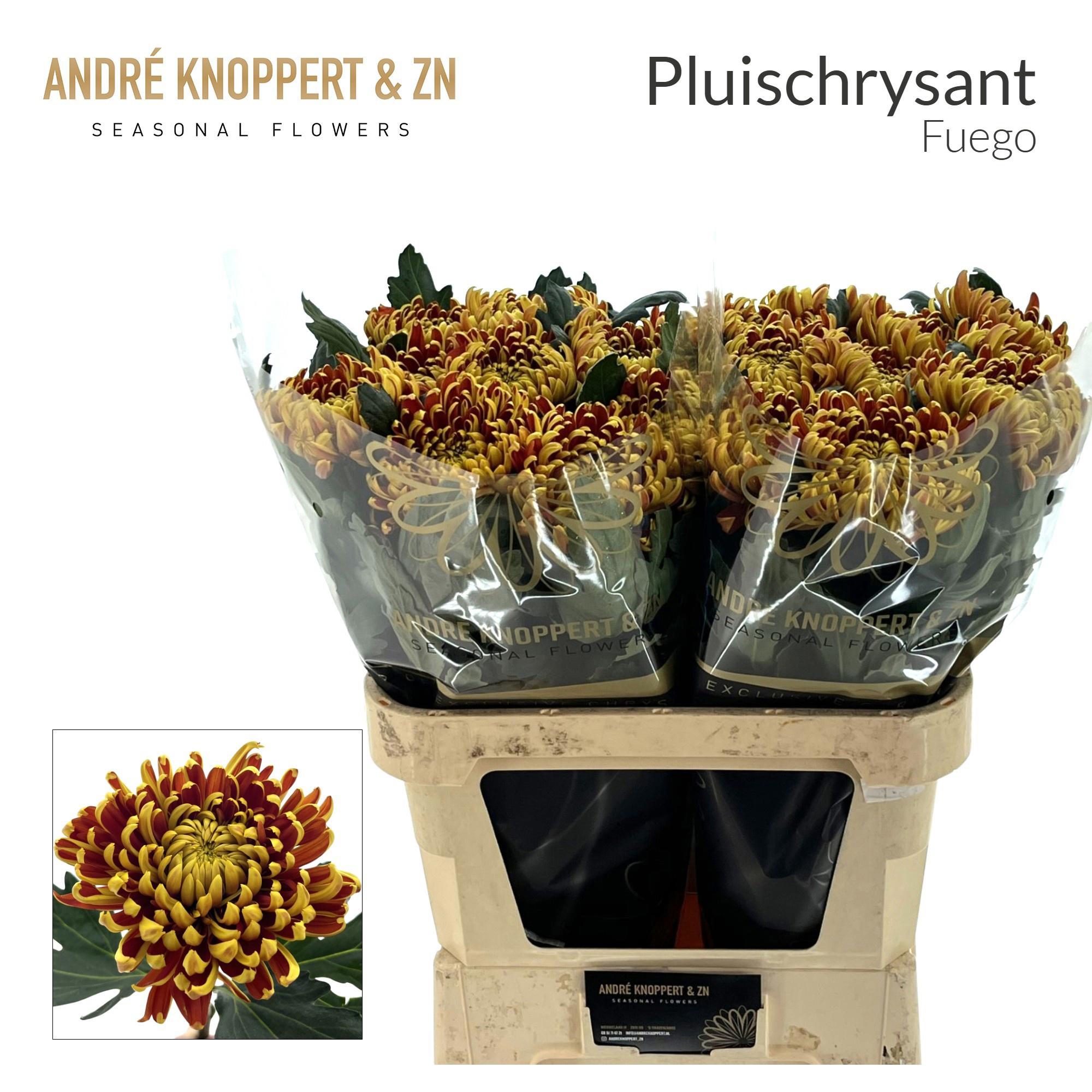 10x Chrysant fuego g 80cm