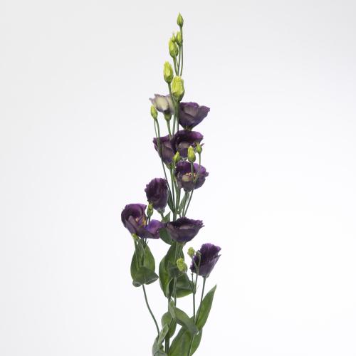 10x Eust.bohemian black violet en 70cm