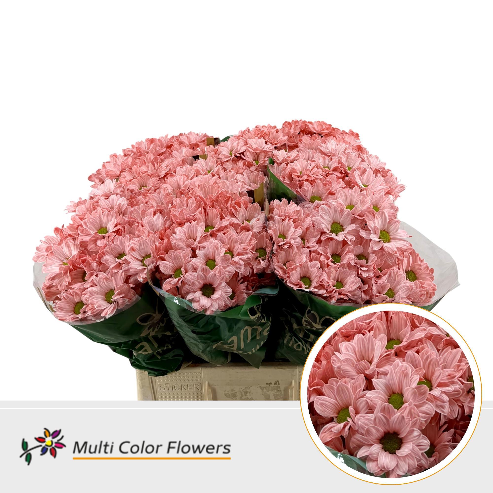 10x Chrysant overig 60cm