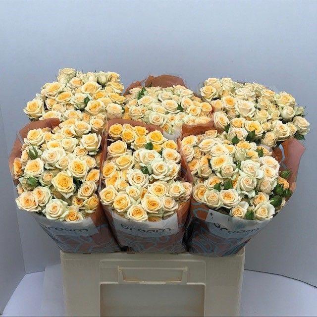 10x Rosa trinity 60cm