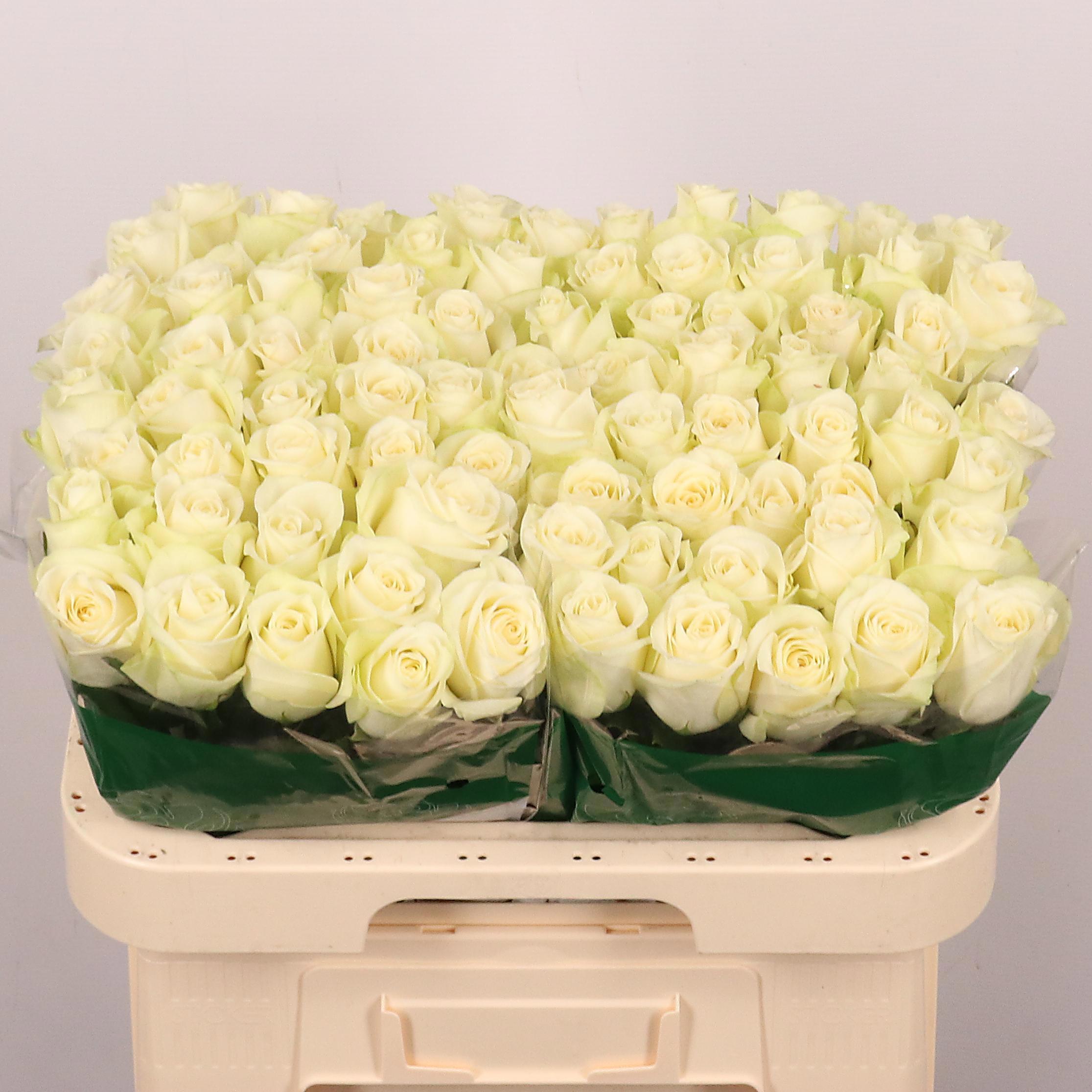 20x Rosa snowstorm+ 60cm