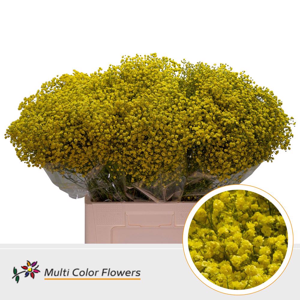 25x Gipskruid xlence geel 70cm