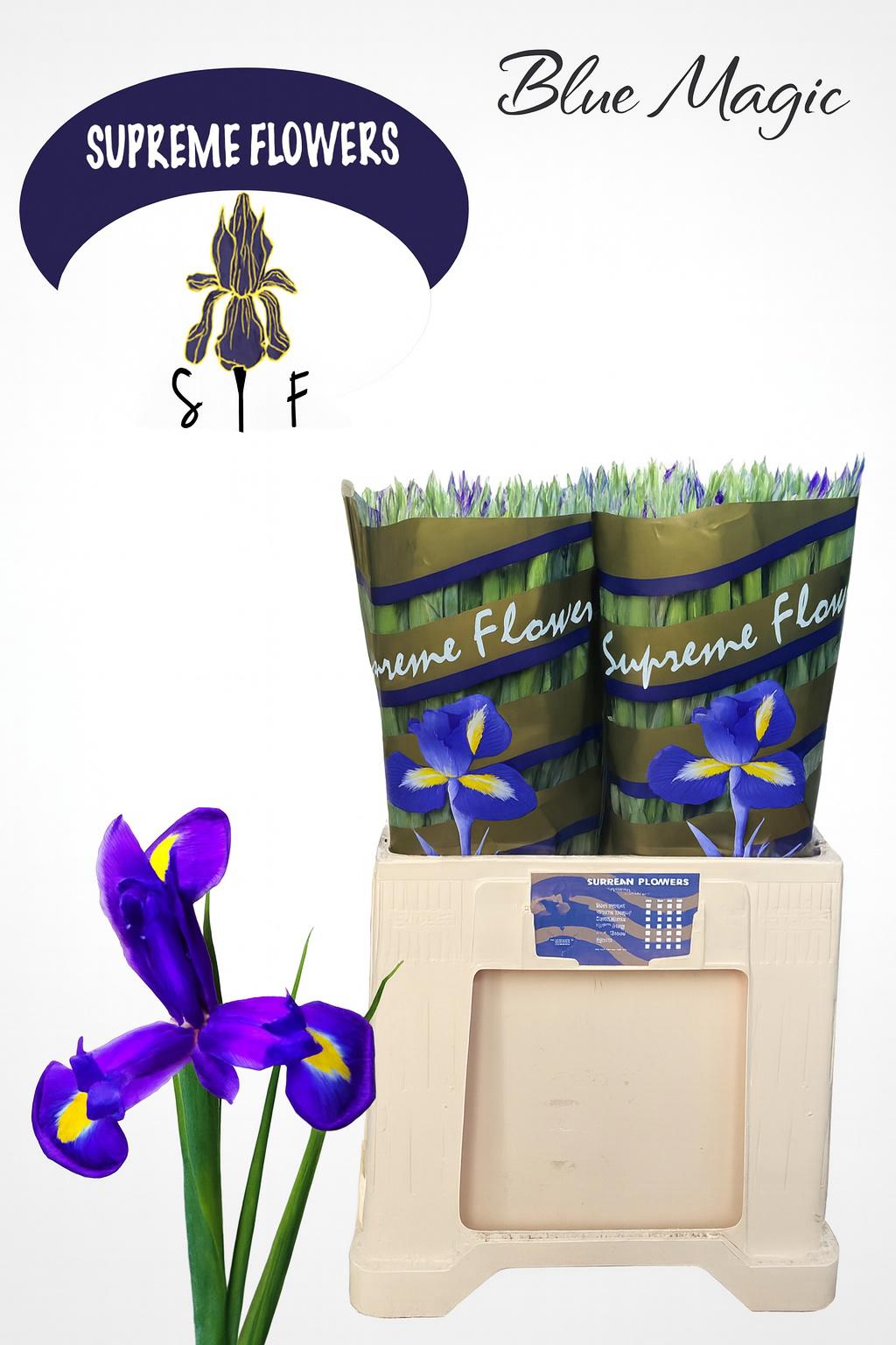 50x Iris blue magic 60cm