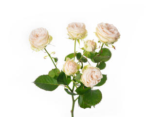 10x Rosa galina 50cm