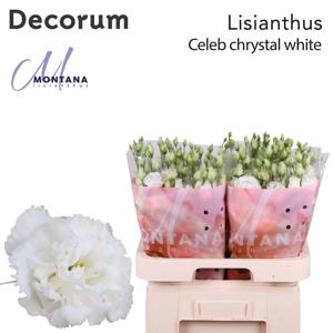 10x Eust.celeb chrystal du 70cm