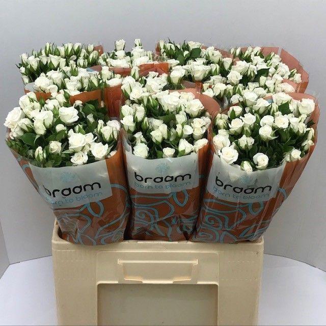 10x Rosa jeanine 60cm