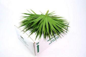 25x Sg palmetto regular