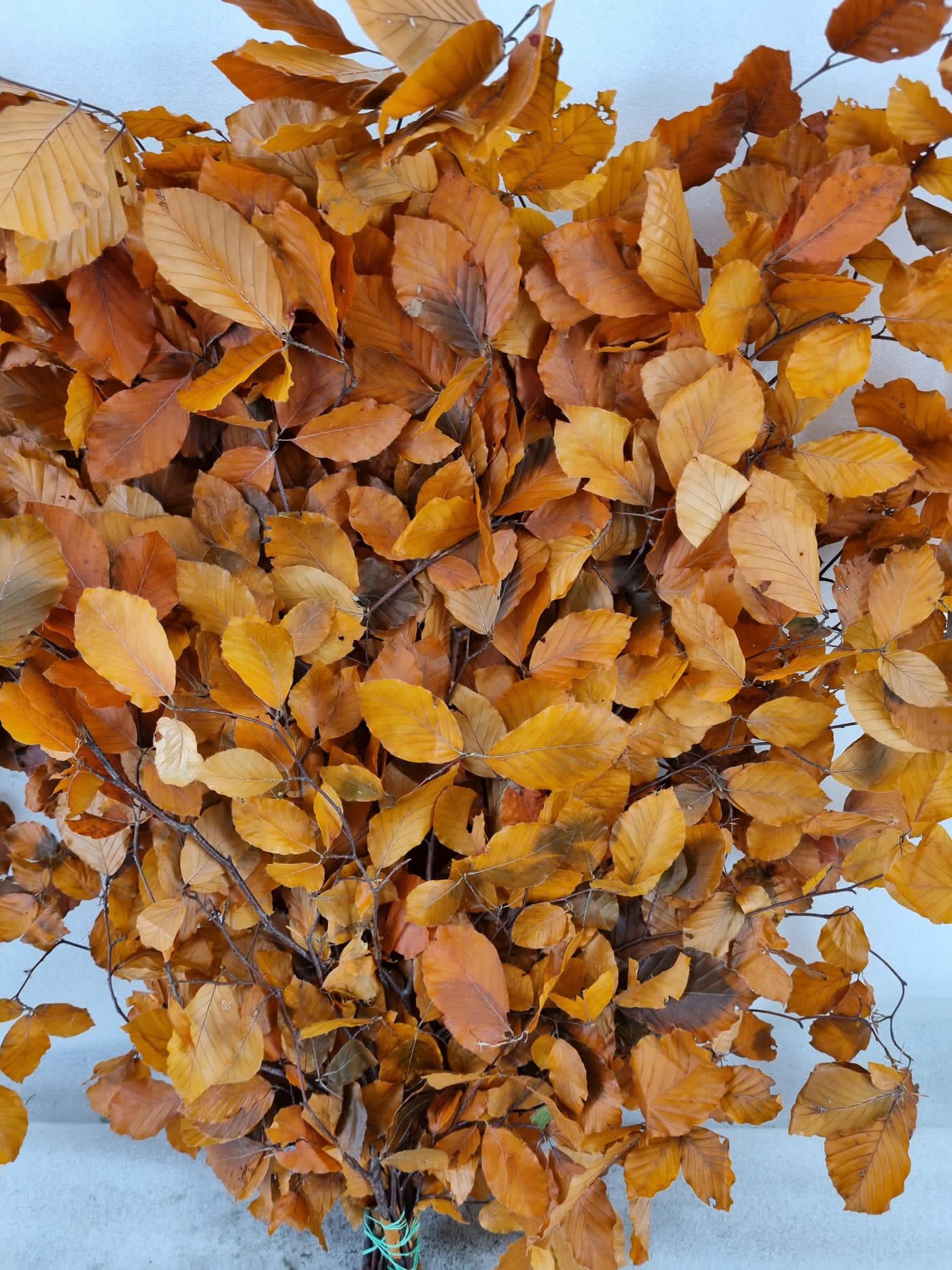 5x Dc fagus oranje gestabiliseerd 70cm