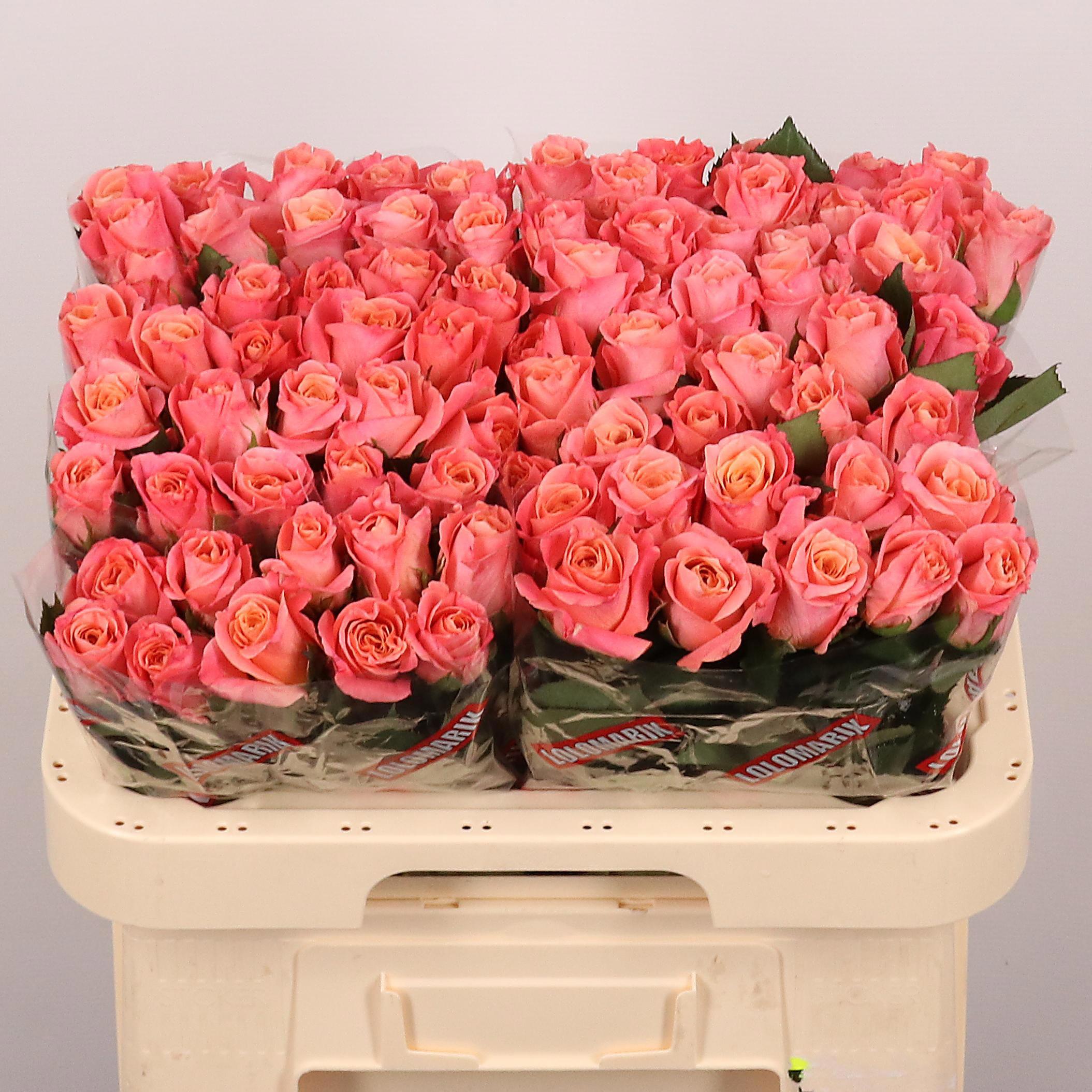 10x Rosa miss piggy+ 60cm