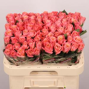 10x Rosa miss piggy+ 60cm