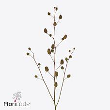 15x Glycyrrhiza yunnanensis 80cm