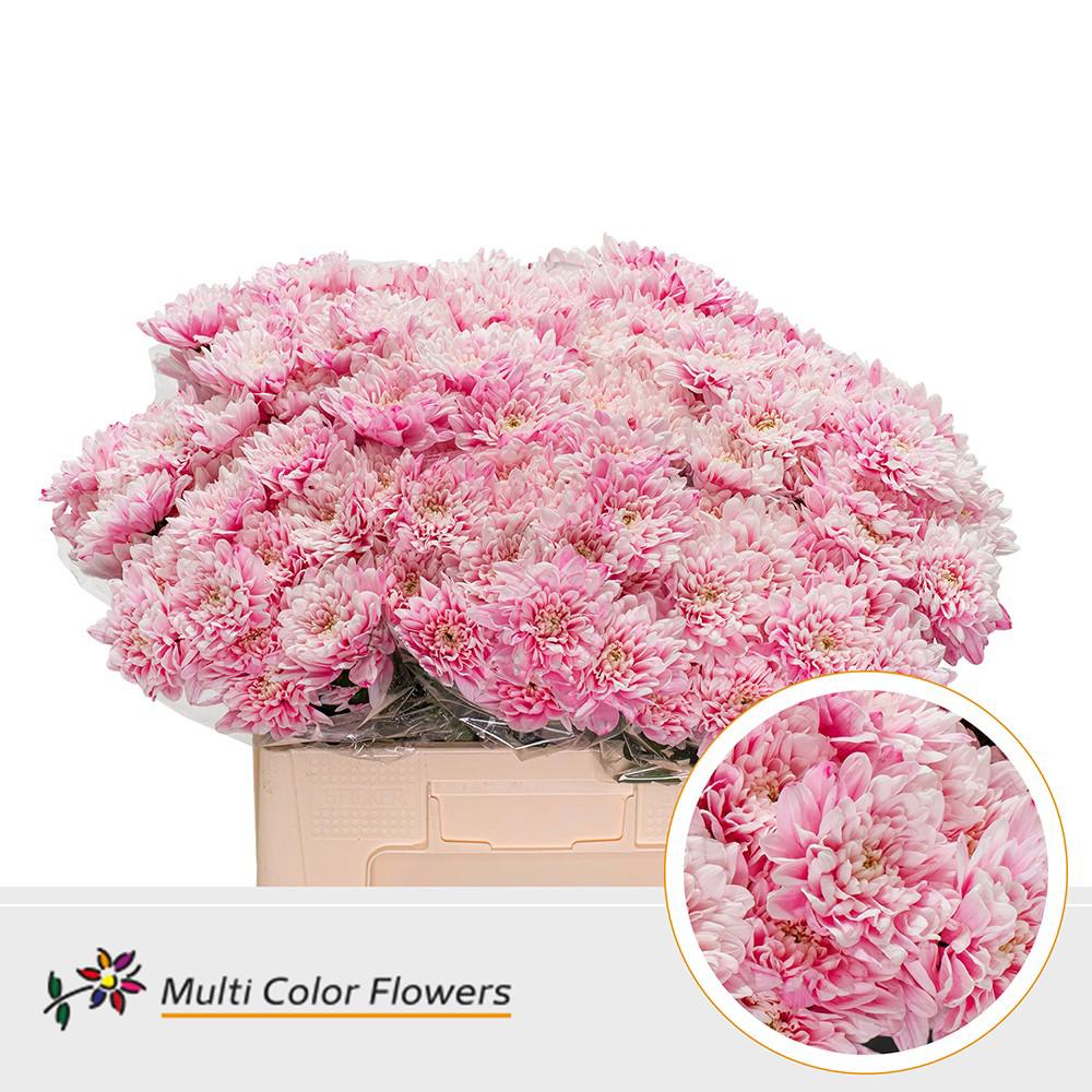 10x Chrysant overig 60cm