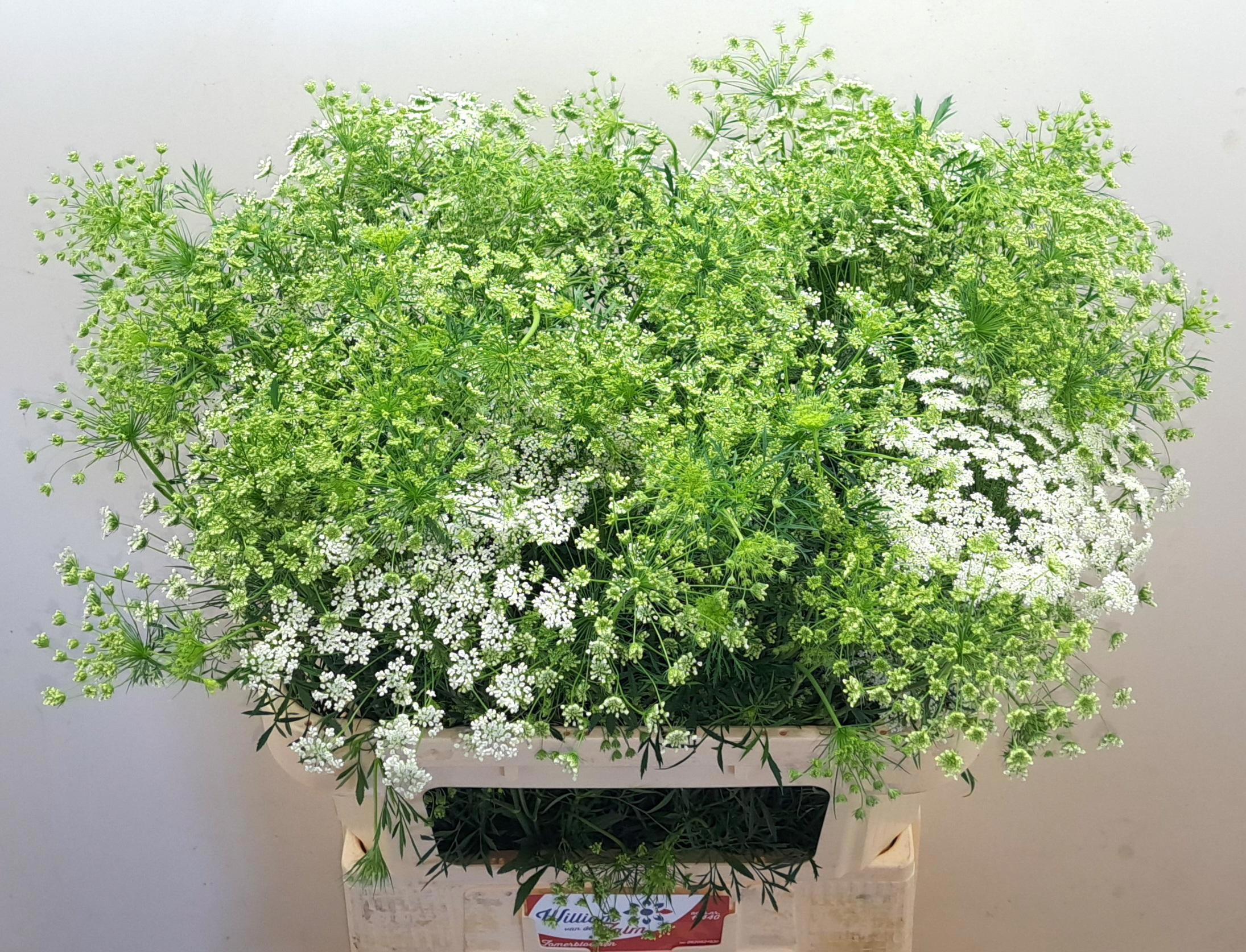 20x Ammi graceland 80cm