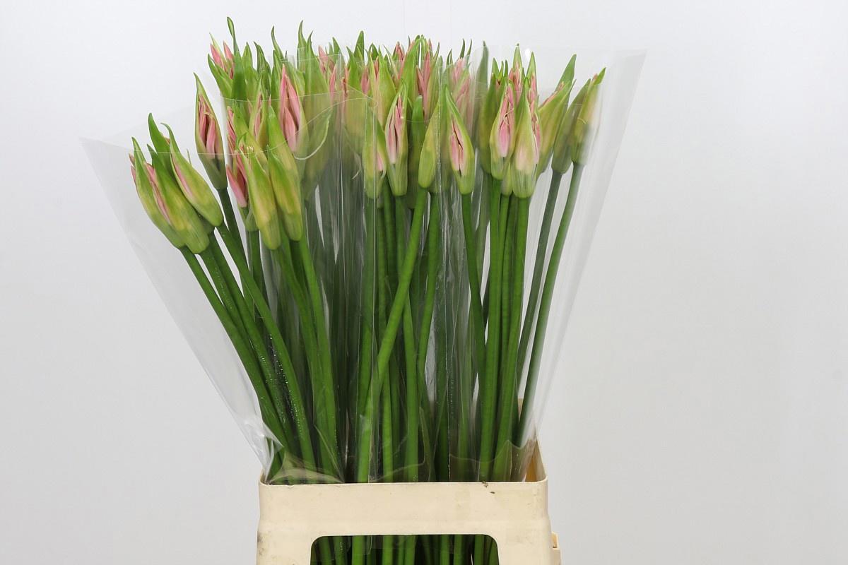 10x Nerine vesta k 70cm